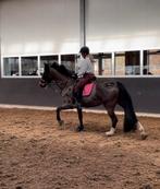 Verzorgster aangeboden, Dieren en Toebehoren, Paarden en Pony's | Overige Paardenspullen, Ophalen of Verzenden, Nieuw