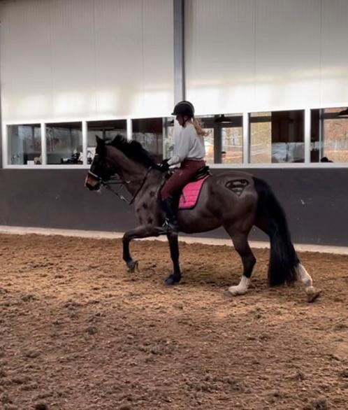 Verzorgster aangeboden, Dieren en Toebehoren, Paarden en Pony's | Overige Paardenspullen, Nieuw, Ophalen of Verzenden