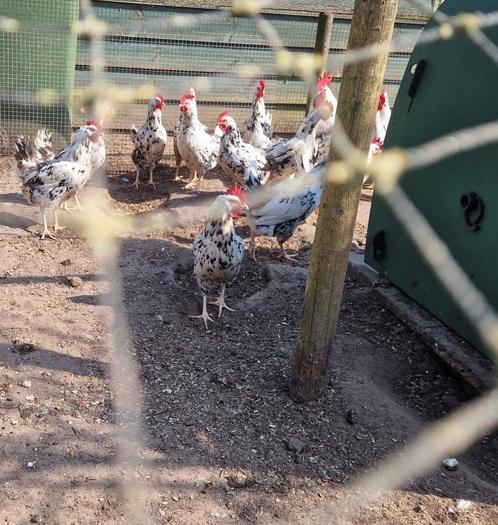 Bonte Leghorn broedeieren te koop, Dieren en Toebehoren, Pluimvee, Kip, Geslacht onbekend