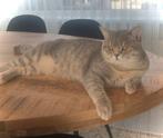 Brits korthaar Dekkater, 0 tot 2 jaar