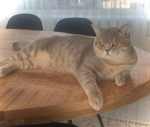 Brits korthaar Dekkater, Dieren en Toebehoren, Katten en Kittens | Dekkaters, 0 tot 2 jaar