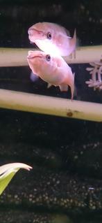 Mooie gouden tandkarper!!, Dieren en Toebehoren