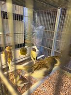 Diverse kanaries zaterdag geopend, Dieren en Toebehoren, Meerdere dieren, Kleurkanarie