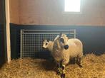 Prachtige Kerry Hill rammen, Dieren en Toebehoren, Schapen, Geiten en Varkens, Mannelijk, Schaap, 0 tot 2 jaar