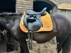 Massimo Tail zadel – boommaat 36 – topcomfort, koop/ruil, Dieren en Toebehoren, Ophalen, Zo goed als nieuw, Dressuur