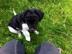 te koop: 2 hele mooie raszuivere friese stabij pups, Dieren en Toebehoren, 8 tot 15 weken, Meerdere, Meerdere dieren, Nederland