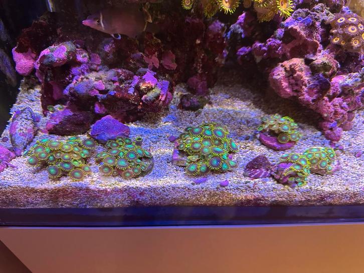 Verschillende stekjes, kleine prijsjes, Dieren en Toebehoren, Vissen | Aquariumvissen, Overige typen