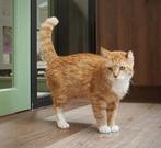 VERMIST! MISSING!, Kater