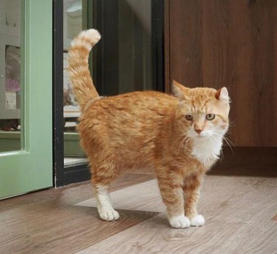 VERMIST! MISSING!, Dieren en Toebehoren, Katten en Kittens | Overige Katten, Kater