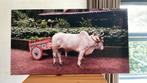Canvas van gezellige ossen met gekleurd karretje Costa Rica, Ophalen, 1980 tot heden, Zo goed als nieuw