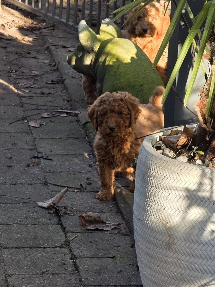 Prachtige labradoodle pups, Dieren en Toebehoren, Honden | Chihuahua's en Gezelschapshonden, Meerdere dieren, Overige rassen, Particulier