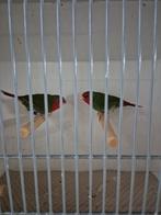 Koppel bonte roodkop papegaai amadine te koop., Dieren en Toebehoren, Vogels | Overige Vogels, Meerdere dieren, Tropenvogel, Geringd