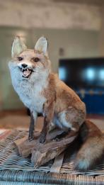 Rode zittende vos taxidermie opgezet, Ophalen, Wild dier, Opgezet dier