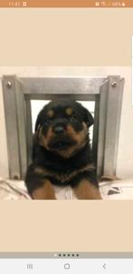 XXL ROTTWEILER PUPS!, Rabiës (hondsdolheid), Reu, 8 tot 15 weken, Meerdere