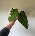 Syngonium Chiapense variegata, Ophalen of Verzenden, Minder dan 100 cm