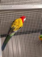 Goud mantel rossela man overjarig, Dieren en Toebehoren, Vogels | Parkieten en Papegaaien