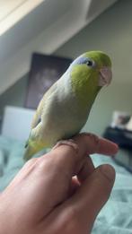 Super tamme forpus man 2025, Mannelijk, Dwergpapegaai of Agapornis, Tam