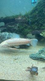 Twee prachtige meervallen