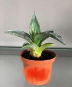De baby ‘s en oude stekjes blauw Agave Ameicana, Ophalen of Verzenden, Minder dan 100 cm, In pot, Cactus