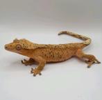 Mooie brindle superdalmatian bewezen wimpergekko kweekvrouw, Dieren en Toebehoren, Reptielen en Amfibieën, Hagedis, 0 tot 2 jaar