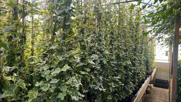 Hedera Goldchild geelgroen  4-8 ranken 80/100 t/m 175/200 beschikbaar voor biedingen