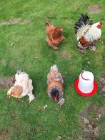 Broedeieren brahma groothoender, Dieren en Toebehoren, Pluimvee, Meerdere dieren, Kip