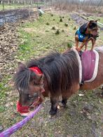 Lieve shetlander merrie gezocht, Dieren en Toebehoren, Stalling en Weidegang
