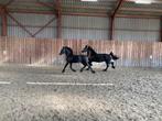 Fries hengstenveulen Waander x Teun, Dieren en Toebehoren, Paarden, Minder dan 160 cm, Niet van toepassing, Dressuurpaard, 0 tot 2 jaar