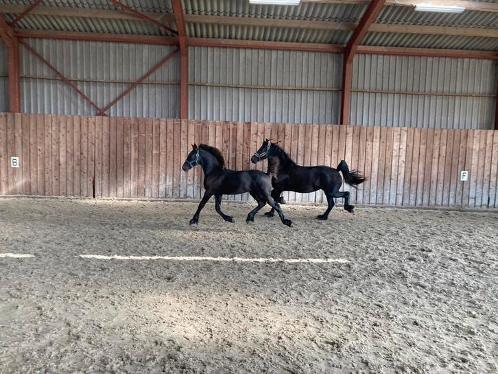Fries hengst veulen Waander x Teun, Dieren en Toebehoren, Paarden, Hengst, Niet van toepassing, Minder dan 160 cm, 0 tot 2 jaar