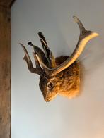 Taxidermie Knert, Opgezet dier, Vogel, Ophalen of Verzenden, Zo goed als nieuw