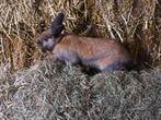 Thüringer & Lotharinger konijn I Goed advies!, Dieren en Toebehoren, Konijnen, Meerdere dieren, Groot, Hangoor, 0 tot 2 jaar