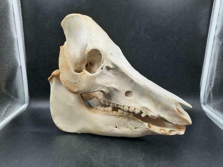 Zwijnenschedel uit Indonesië - Schedel Wild Zwijn Boar, Verzamelen, Dierenverzamelingen, Nieuw, Schedel, Overige soorten, Ophalen of Verzenden
