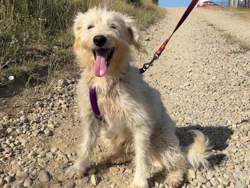 Benson, een lief, vrolijk en speels mannetje, Dieren en Toebehoren, Honden | Niet-rashonden, Middel, Reu, Particulier, Eén hond