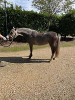 Welsh sectie A merrie, Dieren en Toebehoren, Pony's, Merrie, A pony (tot 1.17m), 0 tot 2 jaar