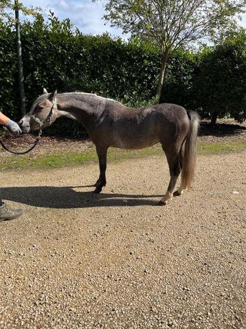 Welsh pony  beschikbaar voor biedingen