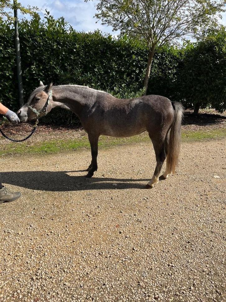 Welsh pony, Dieren en Toebehoren, Pony's, Merrie, A pony (tot 1.17m), 0 tot 2 jaar, Met stamboom, Gechipt, Ontwormd, Ingeënt