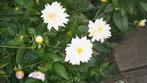 Dahlia, Tuin en Terras, Bloembollen en Zaden, Ophalen, Volle zon, Knol