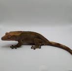 Bewezen dark phantom wimpergekko / crested gecko kweekvrouw, Dieren en Toebehoren, Hagedis, Tam, 0 tot 2 jaar