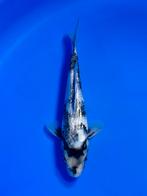VHQ Tateshita Ginrin Shiro Utsuri 25-30cm Japanse koi, Karper of Koi