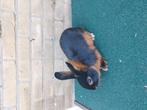 Hele mooie Black en than rammetje, Dieren en Toebehoren, Konijnen, Mannelijk, Middelgroot, 0 tot 2 jaar