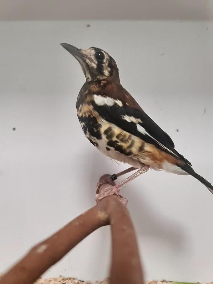 1-1 kastanjerug lijsters, Dieren en Toebehoren, Vogels | Overige Vogels, Tropenvogel, Meerdere dieren, Geringd