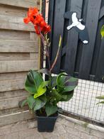 Canna's, Tuin en Terras, Planten | Tuinplanten, Ophalen, Zomer, Overige soorten, Volle zon