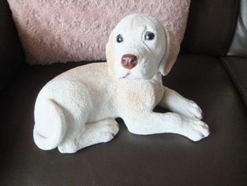 hondenbeeld,Labrador Golden Retriever beschikbaar voor biedingen
