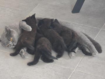 Britse Korthaar Kittens te Koop bruine  beschikbaar voor biedingen