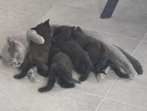 Britse Korthaar Kittens te Koop bruine, Dieren en Toebehoren, Katten en Kittens | Raskatten | Korthaar, Meerdere dieren, 0 tot 2 jaar
