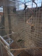 Kakarikies, Dieren en Toebehoren, Vogels | Parkieten en Papegaaien, Meerdere dieren, Dwergpapegaai of Agapornis