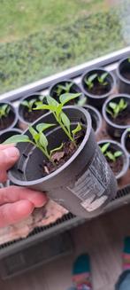 BIO Paprika Yolo wonder, Volle zon, Groenteplanten, Eenjarig, Ophalen of Verzenden