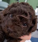 Shihpoo x toypoedel choco teefje, Dieren en Toebehoren, Honden | Chihuahua's en Gezelschapshonden, Poedel, Rabiës (hondsdolheid)