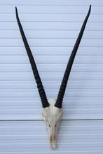 Grote schedel SPIESBOK / ORYX - met kiezen - ref. A, Verzamelen, Dierenverzamelingen, Ophalen, Zo goed als nieuw, Wild dier, Schedel