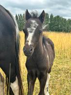 2 bijzondere ASPC hengstveulens, Dieren en Toebehoren, Pony's, Gechipt, Niet van toepassing, 0 tot 2 jaar, Hengst